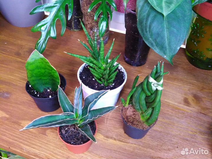 Сансевиерии