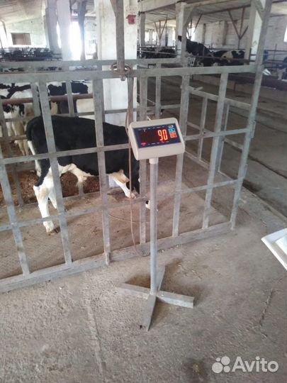 Бычки на откорм