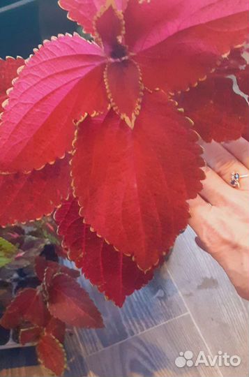 Колеусы Виззард Роуз и Тэррено