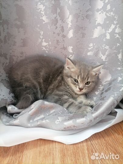 Британские котята