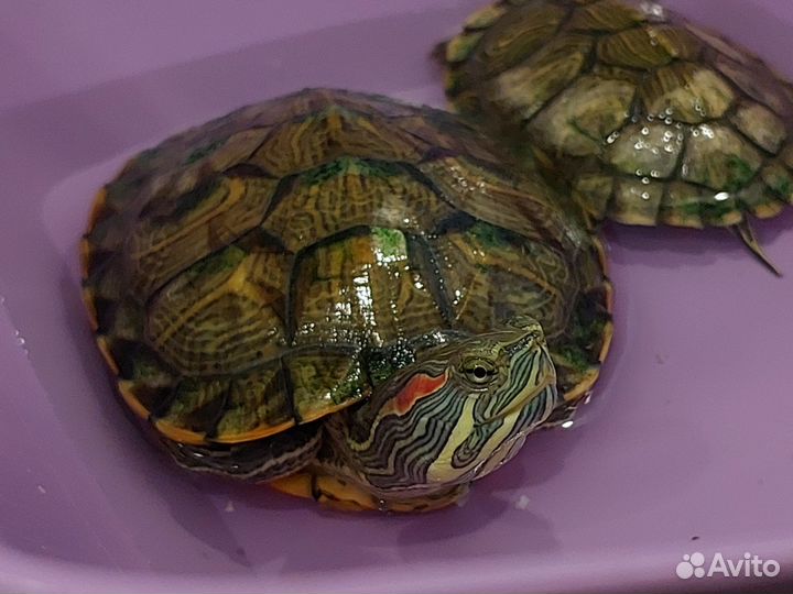 Красноухая черепаха