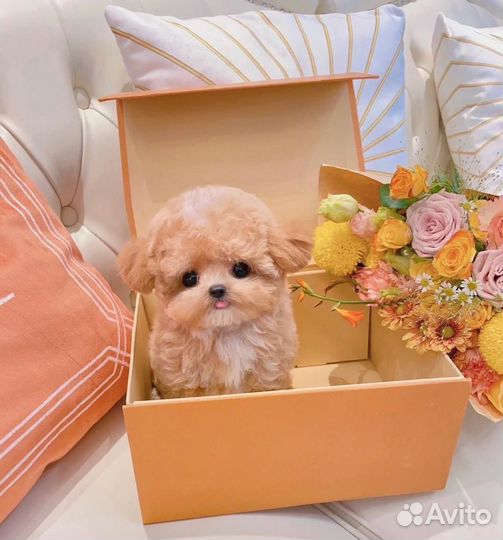 Мальтипу микро девочка import one in a million