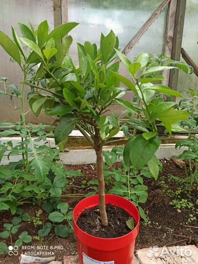 Цитрусы сортовые, красная мякоть