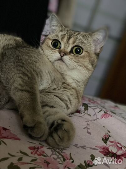 Кошка В добрые руки
