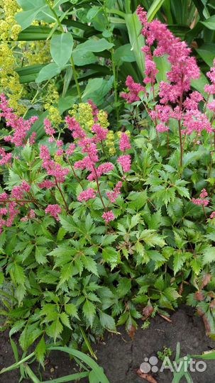 Астильба, мак декоративный