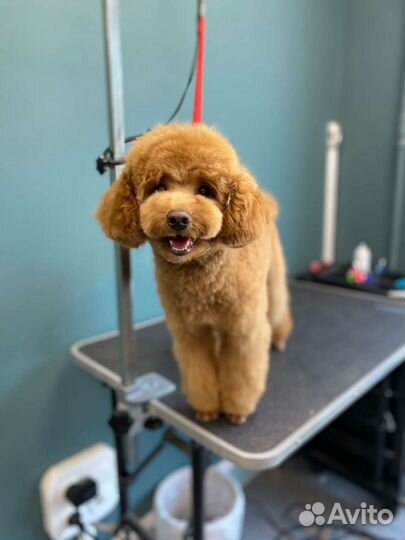 Стрижка собак, груминг