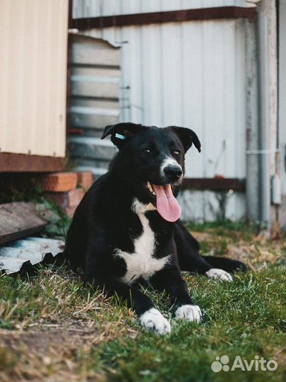 Собака в добрые руки отдам бесплатно
