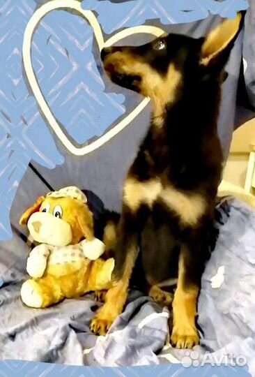 Метис в добрые руки