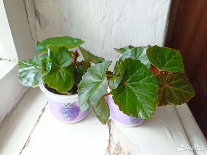 Бегония элатиор оранжевая