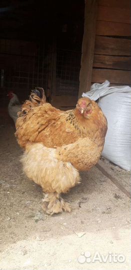 Домашняя птица на продажу