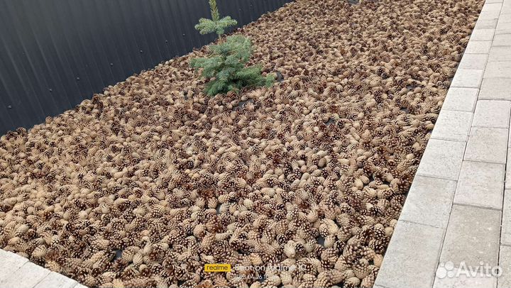 Сосновые шишки Мульча