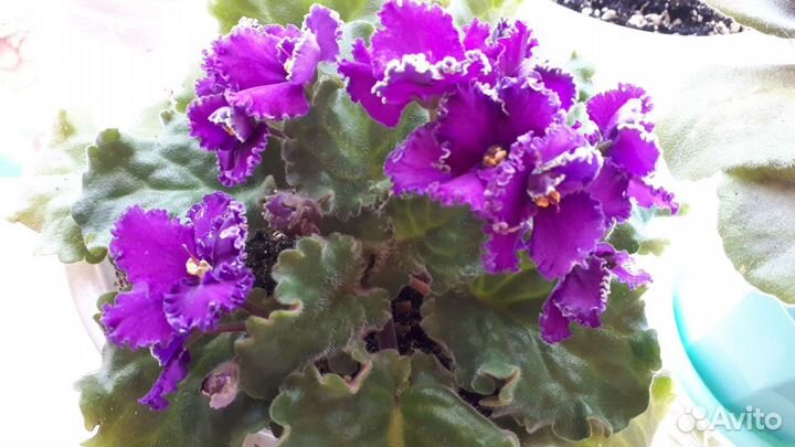 Фиалки, колерия