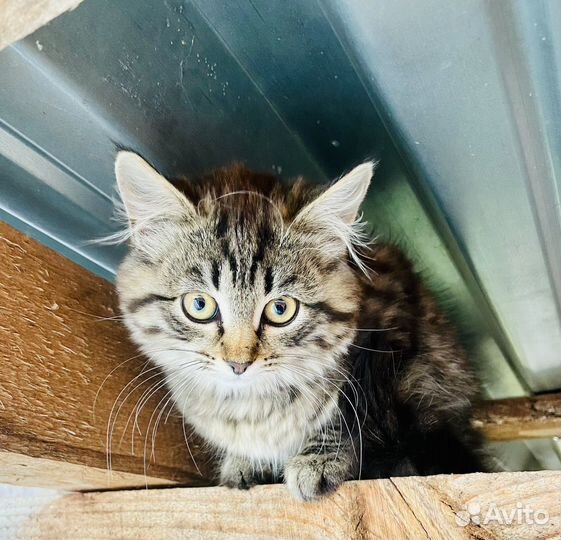 Сибирская кошка