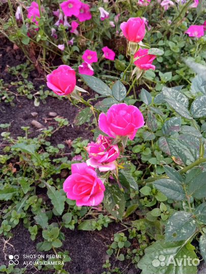 Комнатные растения цветы