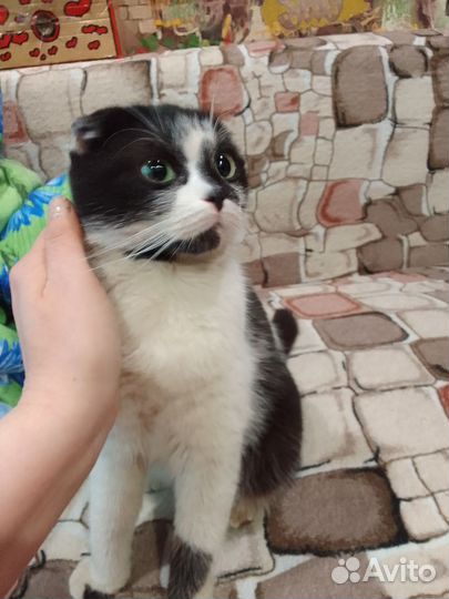 Приблудилась кошка