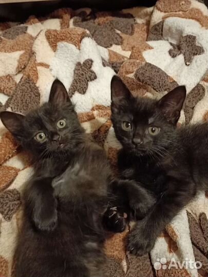 Котята