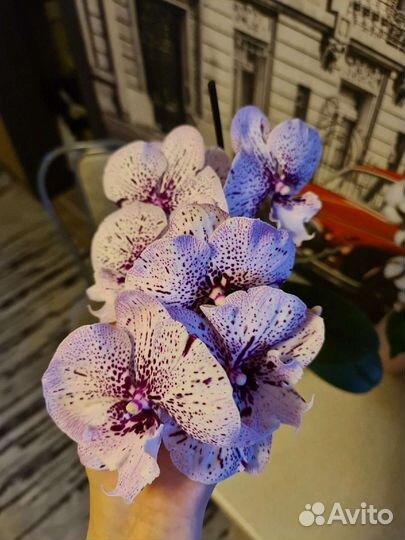 Орхидея Miki Meteor