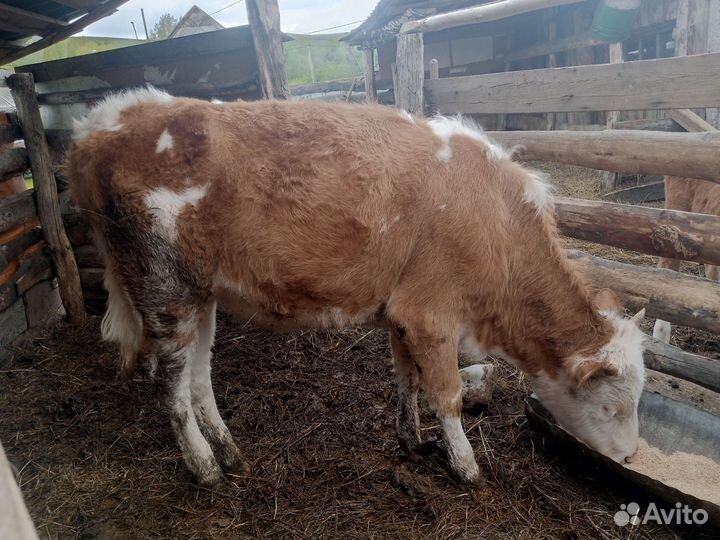 Телка 1.5 года