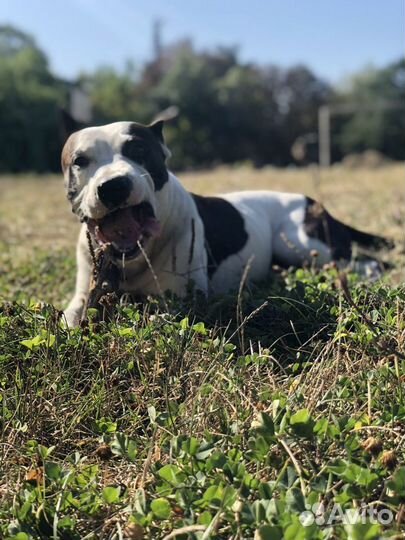 Стаффордширский терьер вязка