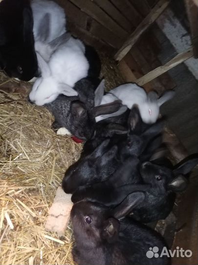 Кролики мясных пород