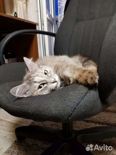 Кошка для одинокого человека