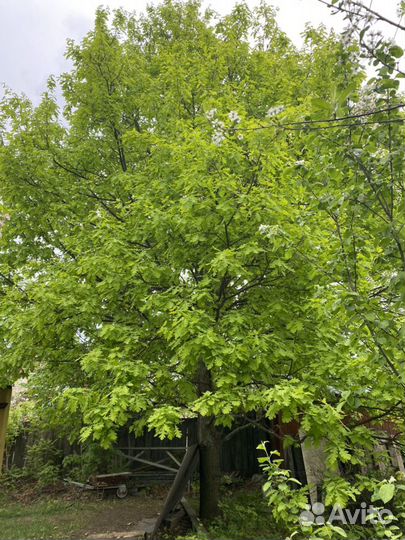 Саженцы дуба