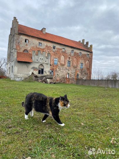 Обзорная экскурсия по Калининграду (детская)