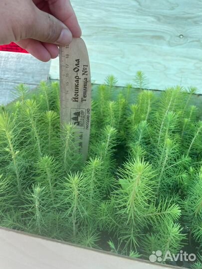 Сеянцы сосны зкс обыкновенной оптом