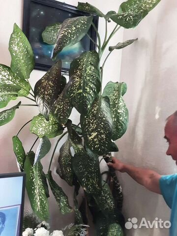 Диффенбахия