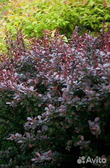 Саженцы барбарисов