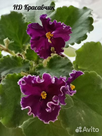 Детки сортовых фиалок