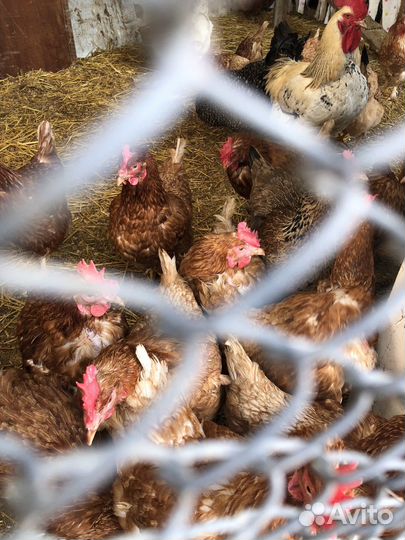 Куры несушки