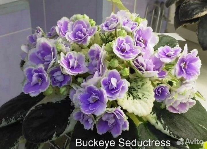 Сортовые фиалки