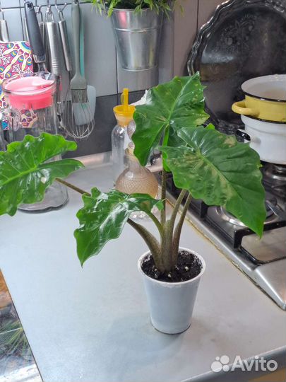 Алоказия лоу райдер