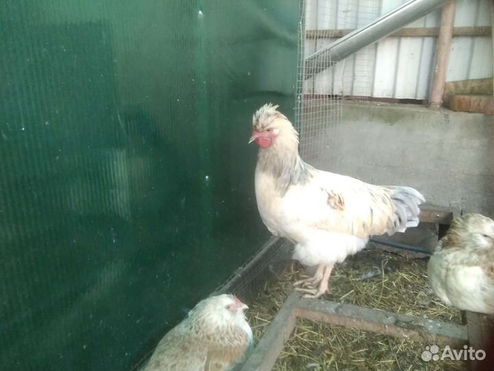 Петухи Виандот, Русская хохлатая, Борковская