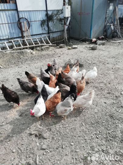 Куры несушка