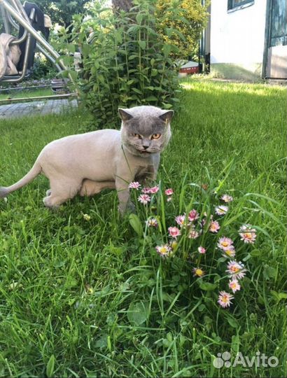 Стрижка кошек в Мурино, выезд бесплатный