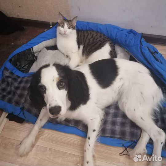 Собака в добрые руки