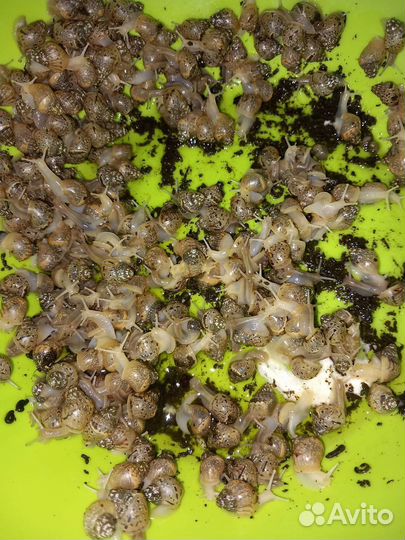 Улитки ахатины