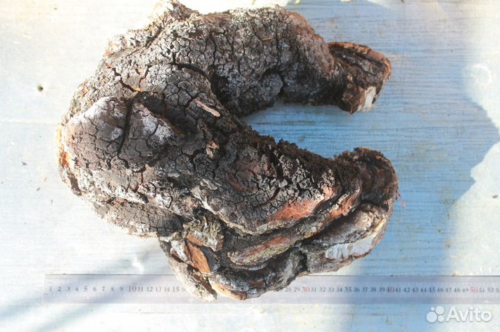 Чага Куском Красивая