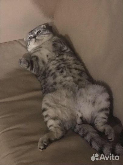 Кот на вязку шотландский вислоухий