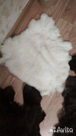 Шкурки кролика