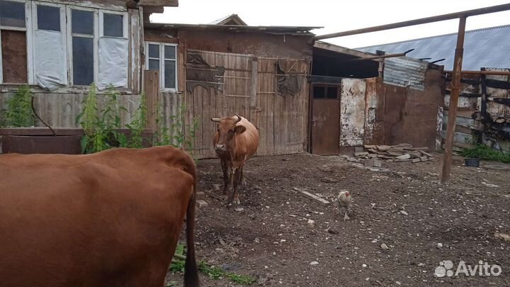 Коровы и бычки