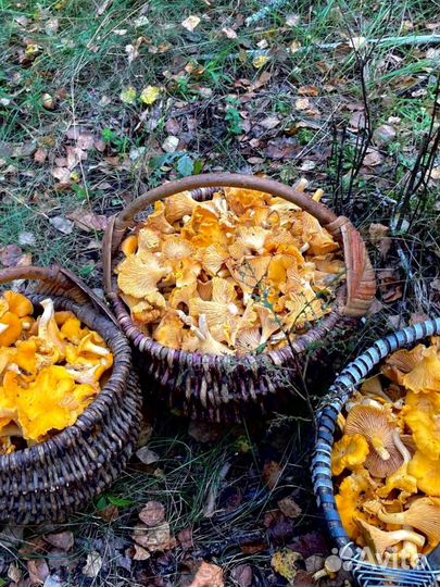 Продам грибы лисички
