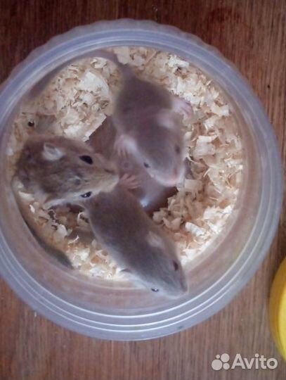 Песчанка - не хомяк