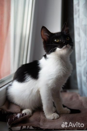 Котенок Мэри