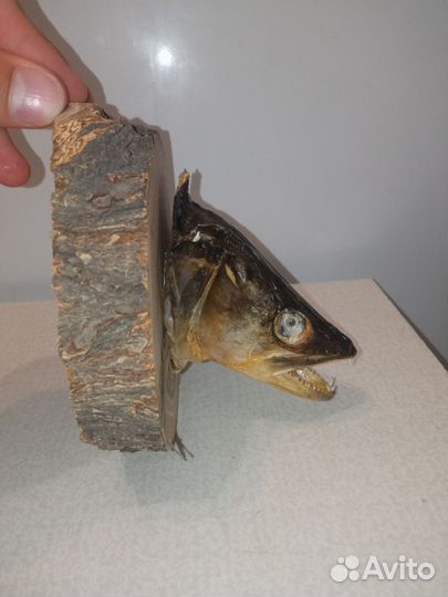 Чучело головы рыб