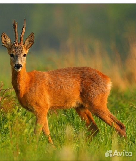 Мясо косули