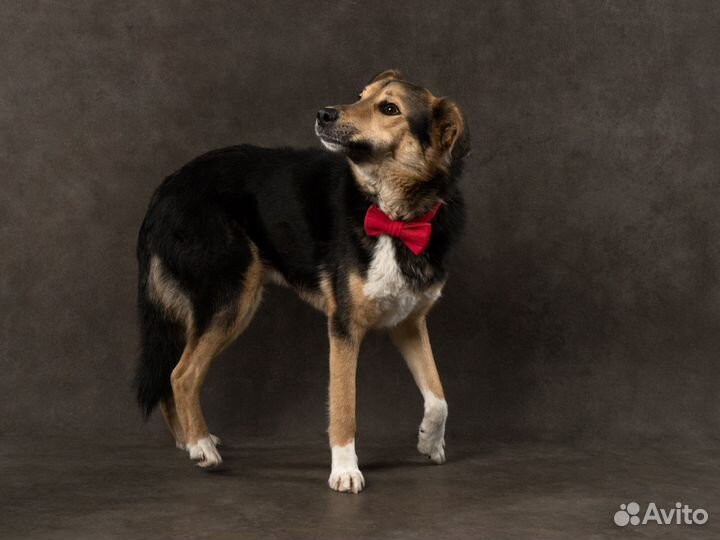 Собака Бонус