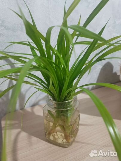 Пальма панданус